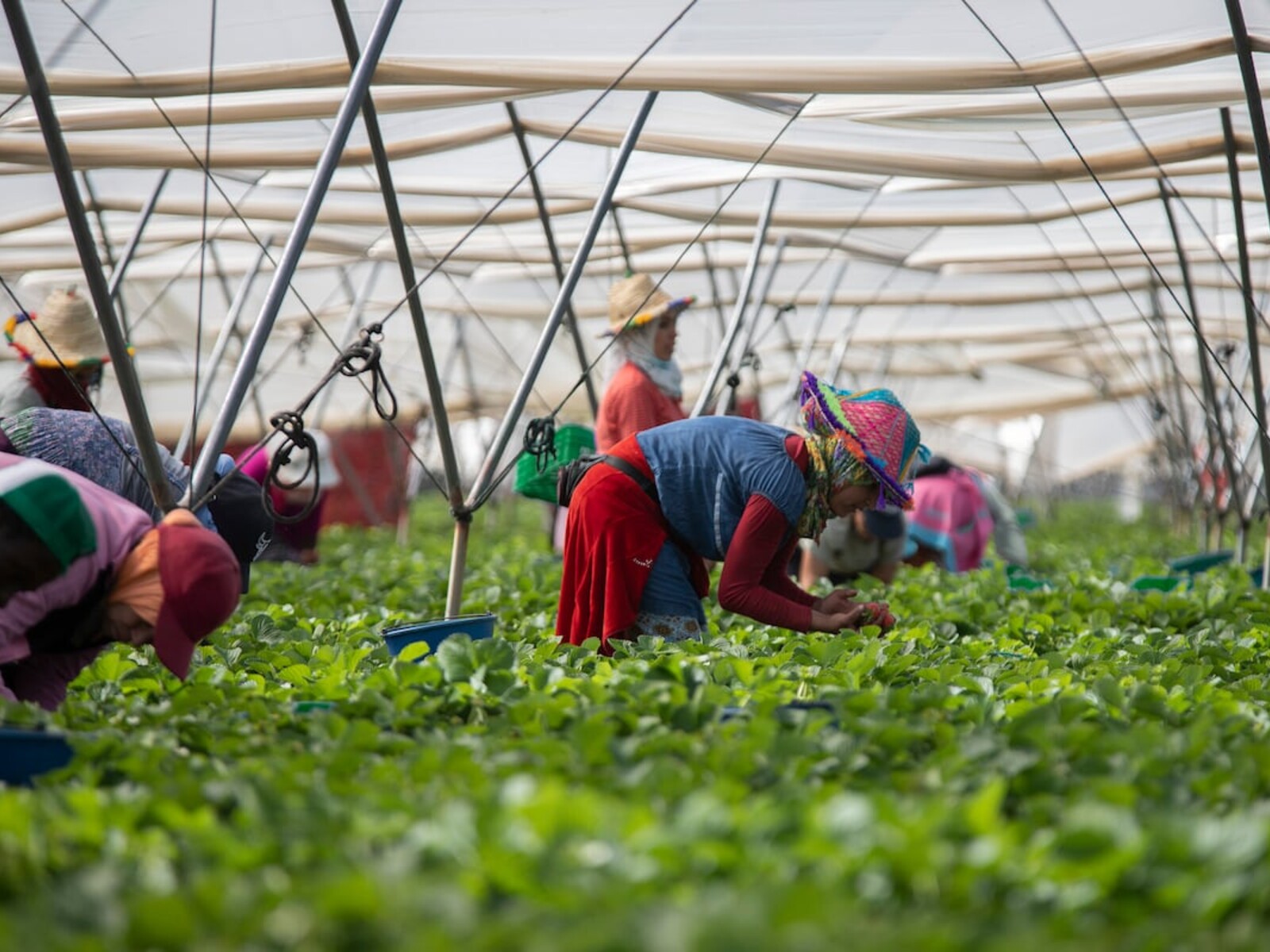 Trabajadores recolectando frutos en el campo